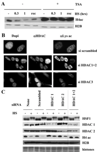Figure 5. HDAC1 and HDAC2 mediate the changes in histone acetylation profile upon heat shock