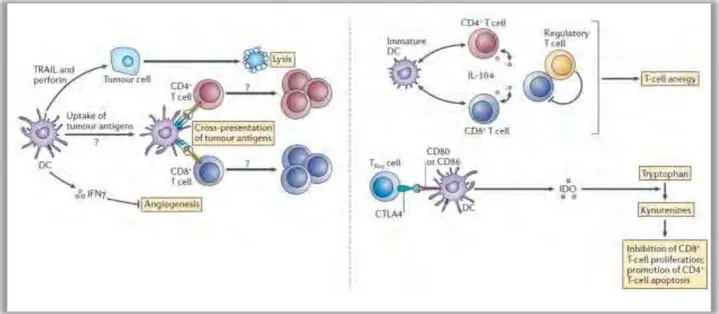 Figure 9: Mécanismes d’immunosurveillance (gauche) et d’échappement immunitaire (droite) des DC dans le  cancer