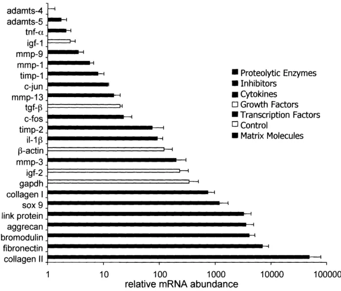 Figure  2.2:  Free  swelling  expression  levels  of  24  genes  ranked  by  relative  abundance.
