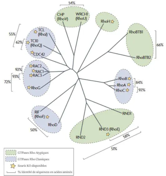 Figure 1 : Arbre phylogénétique de la famille des GTPases Rho. Représentation de l’arbre phylogénétique des GTPases  Rho basé sur l’alignement des séquences en acides aminés des 20  membres de la  famille Rho réparties en 8 sous-familles