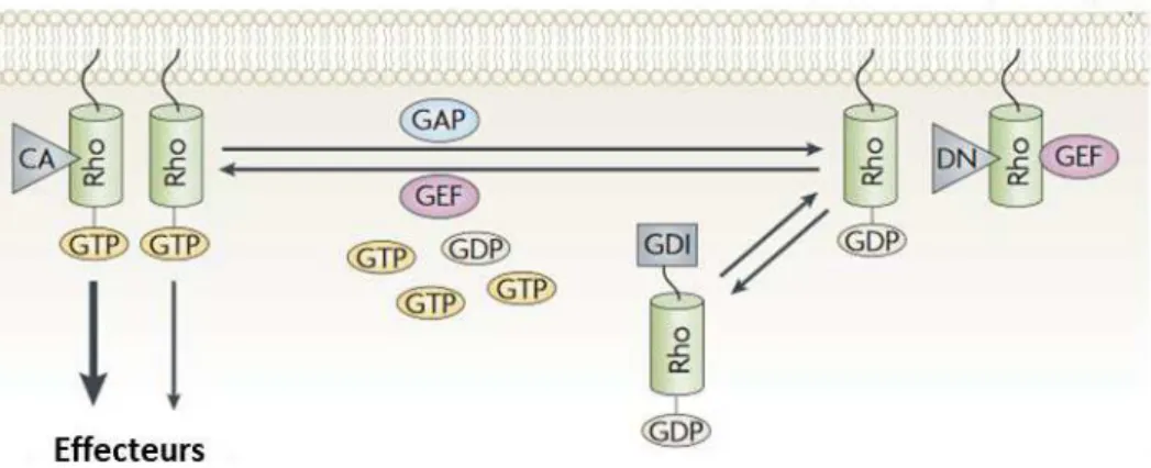 Figure 3 : Cycle d’activation/inactivation des GTPases Rho « classiques ».  Les Rho alternent entre un état inactif (lié au  GDP)  et un  état  actif  (lié  au  GTP)