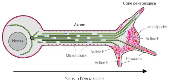 Figure  10  :  Représentation  schématique  de  l’organisation  du  cytosquelette  d’actine  dans  la  polarité  neuronale