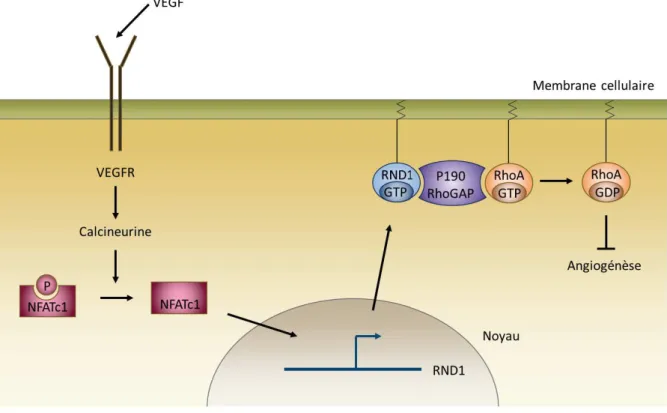 Figure  16  :  Schéma  récapitulatif  des  effets  de  RND1  sur  l’angiogenèse  dans  un  mécanisme  dépendant  de  la  voie  VEGFR/Calcineurine/NFATc1 (Adapté de Suehiro et al., 2014).