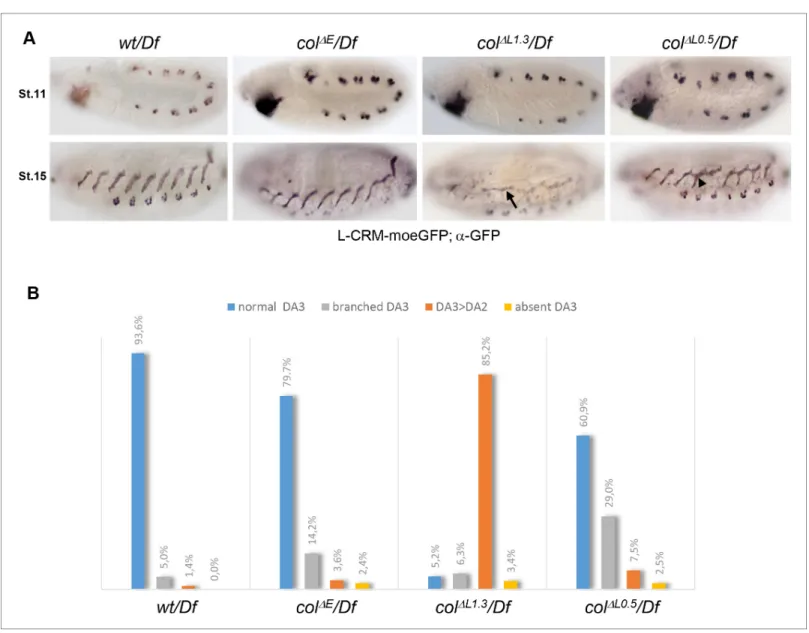 Figure 2. DA3 muscle transformations upon col-CRM deletions. (A) L-CRM-moeGFP expression in stage 11 and 15 hemizygous embryos, as indicated