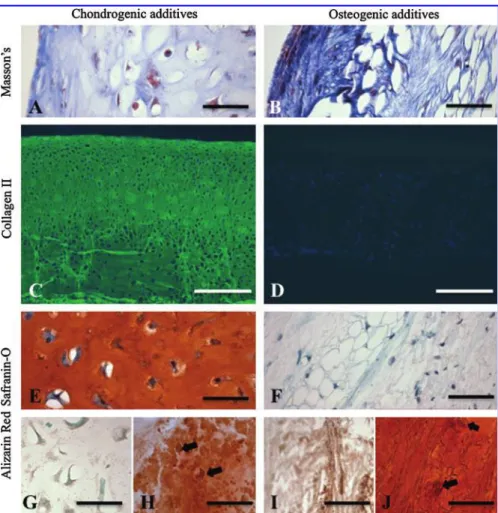 FIG. 3. Cartilage and bone markers present at culture day 45.  Re-presentative constructs cultured in (A, C, E, G, H) chondrogenic and (B, D, F, I, J) osteogenic medium showing (A, B) total collagen, (C, D) collagen type II, (E, F)  glycosamino-glycan, and