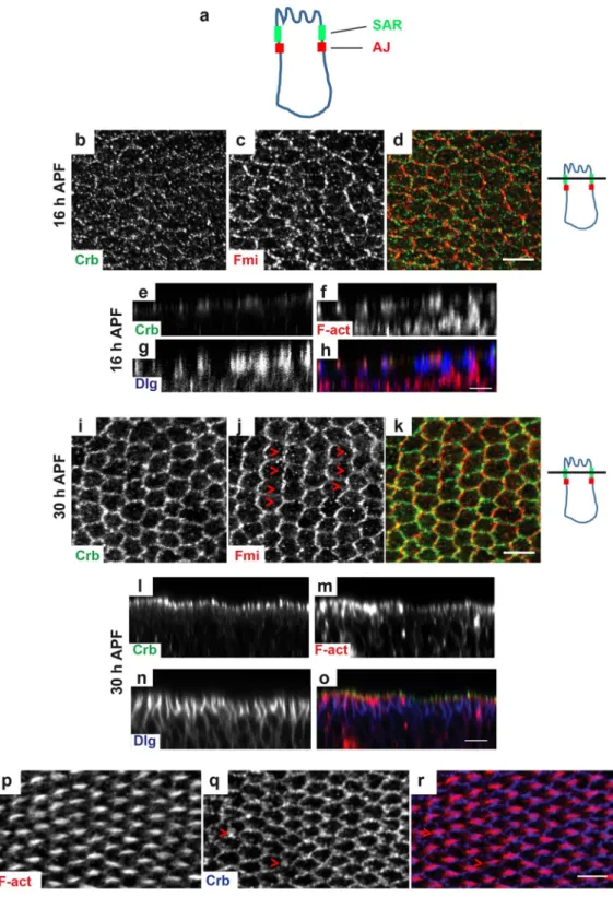 Figure 1.  Crb displays a dynamic redistribution during pupal wing development. (a) Schematic drawing of  a Drosophila epithelial cell, showing the position of the subapical region (SAR, in green) and of the adherens  junctions (AJ, in red)