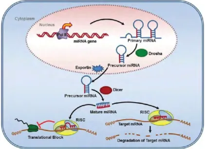 Figure 4 : Biogenèse des microARNS                      