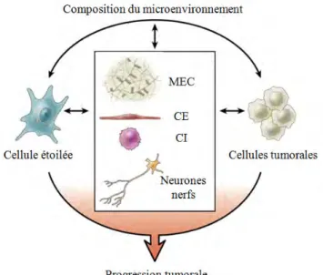 Figure 14: Composition du stroma tumoral     (MEC: matrice extra cellulaire, CE: cellule endothéliale, 