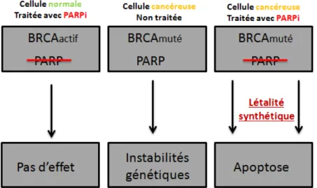 Figure 18: Différents effets du traitement par un inhibiteur de PARP   selon le status BRCA de la cellule