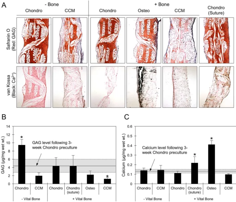 Figure 6. Ch-MSC-PCL constructs that were chondrogenically pre-cultured for three weeks  were cultured for an additional three weeks in vitro under various conditions.