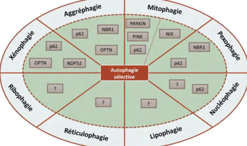 Figure 21 : La formation de l’omégasome et de l’autophagosome   (d’après Roberts et al., 2013) 292