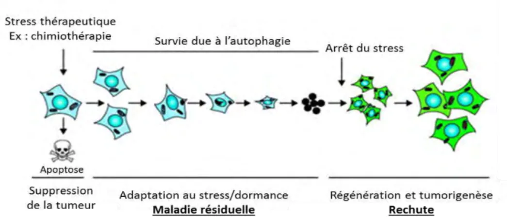 Figure 35 : Rôle de l’autophagie dans la formation de métastases   (Adapté de Kenific et al., 2010) 487
