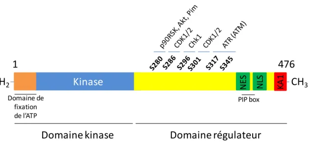 Figure 8 : Structure de la protéine Chk1 humaine, et de ses sites de phosphorylation (adapté de Zhang  and Hunter, 2014)