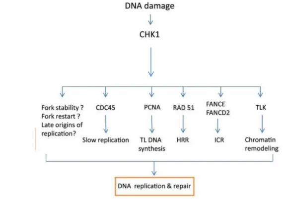 Figure  12: Les réponses cellulaires mises en œuvre par l’activation de Chk1. Chk1 phosphoryle de  nombreux substrats pour médier un rallentissement de la réplication, une stabilisation des fourches  bloquées,  favoriser  la  stabilisation  des  fourches  