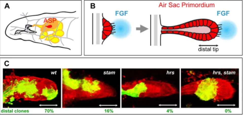 Figure 1. stam and hrs are required for tracheal cell migration in the air sac primordium