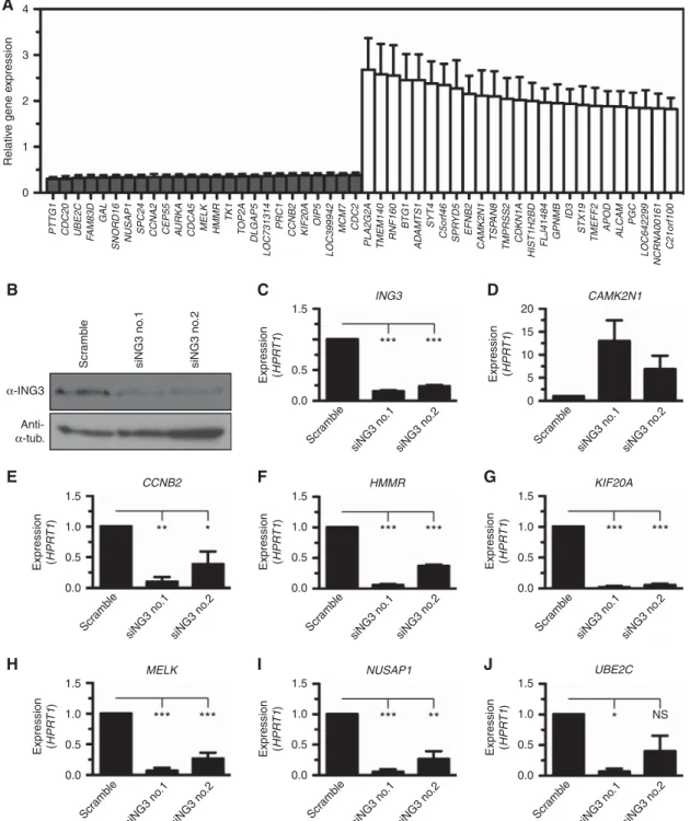 Figure 3. Identification of an ING3 transcriptional network. (A) The expression of ING3 was silenced in the LNCaP cell line using two different siRNA in four independent biological replicates, total RNA isolated, and hybridised on Illumina Human HT-12 arra