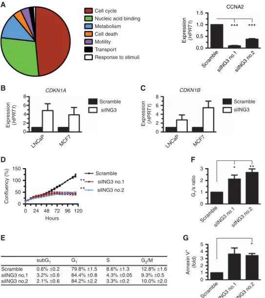 Figure 4. ING3 regulates genes associated with cell cycle progression. (A) Gene ontology analysis of downregulated genes upon silencing of ING3