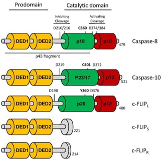 Figure  2:  Caspase-8  analogues.  The  Caspase-8  is  constituted  of  a  prodomain  encompassing  two 