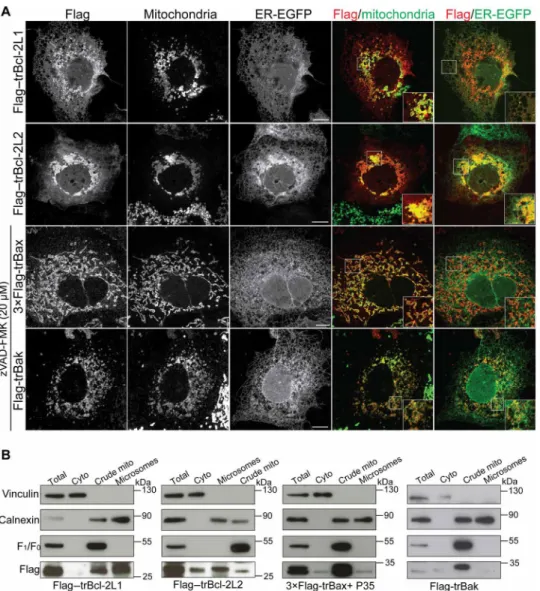 Fig. 2. Subcellular localization of trBcl-2–like proteins. (A) Representative confocal images of Cos-7 cells expressing trBcl-2–like proteins