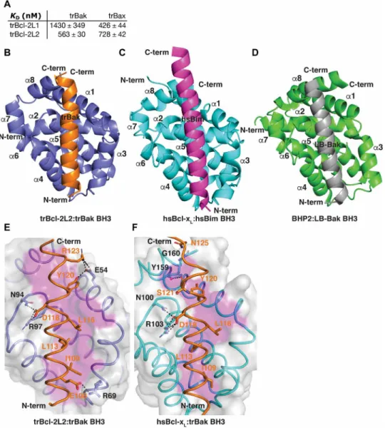 Fig. 4. Molecular interplay of T. adhaerens Bcl-2 proteins. (A) trBcl-2L1 and trBcl-2L2 bind peptides spanning the BH3 motif of trBak and trBax