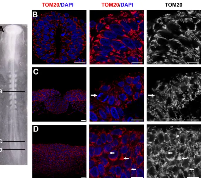 Fig 5. Rearrangement of mitochondria in maturating neural progenitors. (A) Dorsal view of E1.5 (stage-10HH) chick embryo; (B-D) cross-sections of panel A