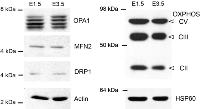 Fig 6. Differential expression of effectors of mitochondrial dynamics in E1.5 and E3.5 chicken neural tube extracts