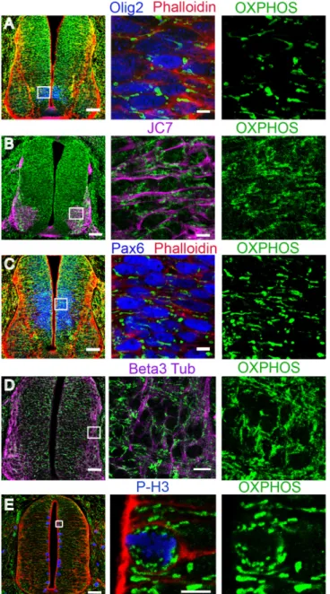 Fig 2. Mitochondrial reshaping accompanies neuronal differentiation in the chicken neural tube.