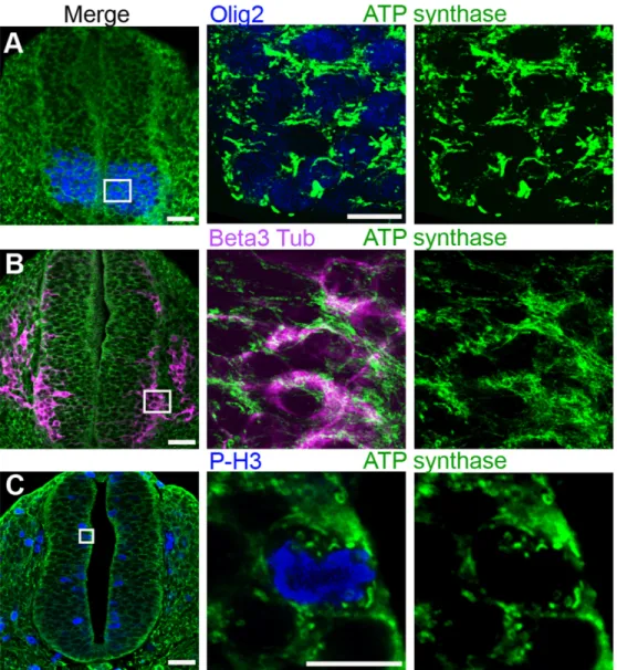 Fig 4. Mitochondrial reshaping accompanies neural progenitor differentiation in the mouse neural tube