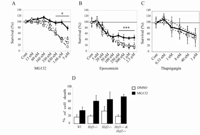 Fig. 1: Increased vulnerability to proteasome inhibition in HSF-deficient cells. Dose- Dose-response curves for cell viability assessment by MTT assay were prepared using immortalized  Mouse Embryonic Fibroblasts (iMEFs) exposed to proteasome inhibitors (A