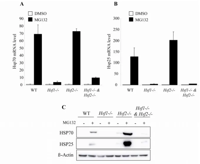 Fig. 2:  HSF dependent response of Hsp25 and Hsp70 to proteasome inhibition. WT,  Hsf1 -/- , Hsf2 -/- and Hsf1 -/-  &amp; Hsf2 -/-  iMEFs were treated with DMSO (cont) or with 1 µM of  MG132 for 10 h