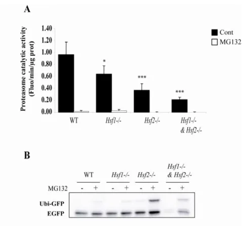 Fig. 3: Proteasome catalytic activity in Hsf-deficient cells. (A) In vitro assay using 15 µg of  protein extracts from WT, Hsf1 -/- , Hsf2 -/-  and Hsf1 -/-  &amp; Hsf2 -/-  iMEFs incubated with 100 µM  of peptide coupled to a fluorophore (Z-LLVY-AMC) in p