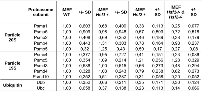 Table 1: Transcript levels of proteasome subunits and ubiquitin in iMEFs WT and HSF- HSF-deficient