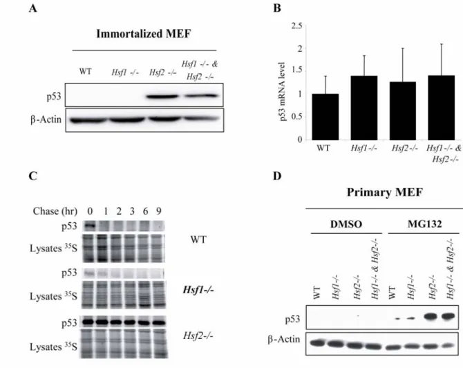 Fig. 5:  Stabilization of p53 in HSF2-deficient cells. (A) Untreated immortalized Mouse  Embryonic Fibroblast (iMEFs) derived from WT or knock-out Hsf1 and/or Hsf2 mice (Hsf1 -/- ,  Hsf2 -/- and  Hsf1 -/-  &amp; Hsf2 -/- ) were analyzed by Western immunobl