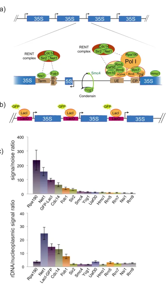Fig. 2. rDNA copy number modification and rRNA transcription modulate nucleolar size and morphology