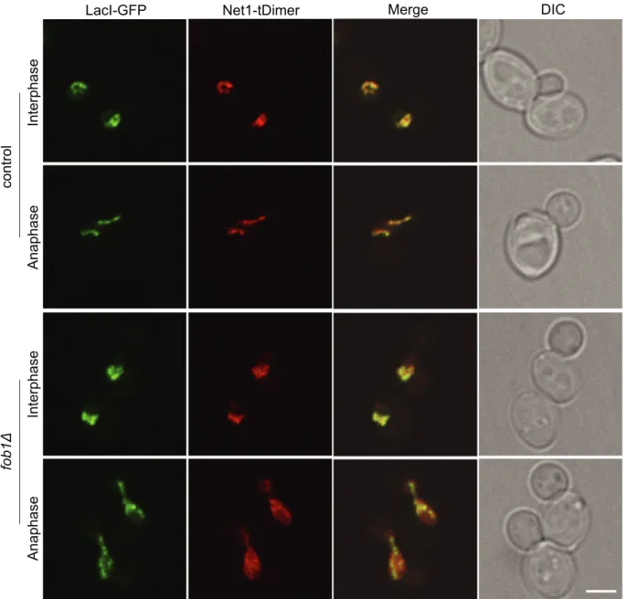 Fig. 4. Net1 association with rDNA is cell-cycle regulated. Asynchronous control (yLD30-1a) and fob1Δ (yLD41-1a) cells harbouring rDNA (LacI-GFP) and Net1 (tDimer) staining were imaged under confocal microscope
