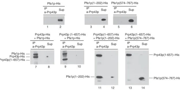 Figure 6 Prp43p(1–657) fails to interact with the G-patch-containing domain of Pfa1p. The indicated combinations of His-tagged wild-type or truncated Prp43p and Pfa1p proteins were incubated at 33 nM for the wild type and 130 nM for the truncated proteins 