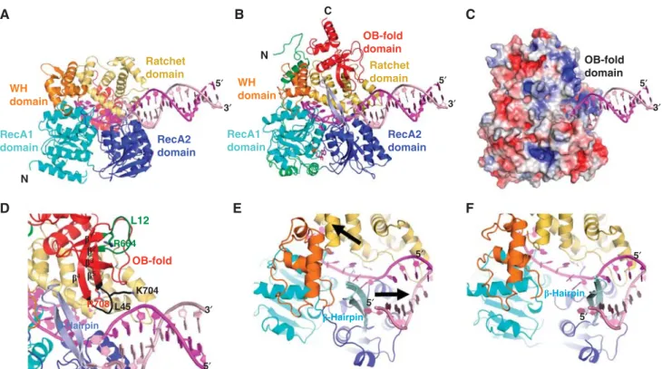Figure 3 RNA unwinding by the Prp43p helicase. (A) Overview of the Hel308/DNA complex (PDB 2P6R; Buttner et al, 2007) in the same orientation and colour code as in Figure 1B