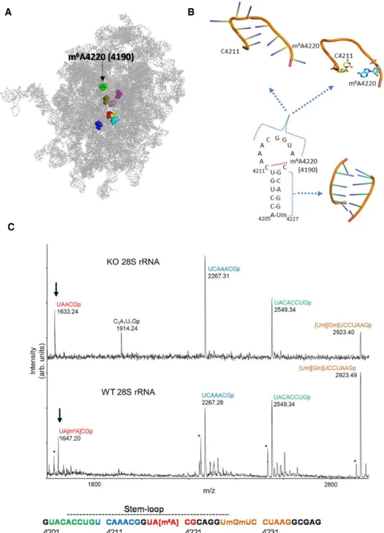 Figure 4. ZCCHC4-dependent methylation of A4220 in 28S rRNA in cells. (A) Localization of m 6 A4220 in the 28S RNA structure