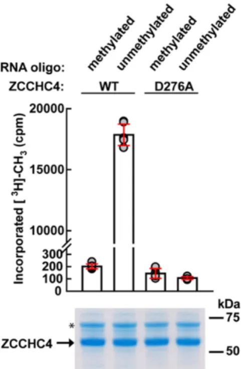 Figure 5. ZCCHC4-mediated methylation of the A4220-encompassing stem–loop in vitro. Wild-type recombinant ZCCHC4, or a  puta-tively enzymatically inactive mutant (D276A) was incubated with a 5  -biotinylated, non-methylated RNA-oligonucleotide encompassing