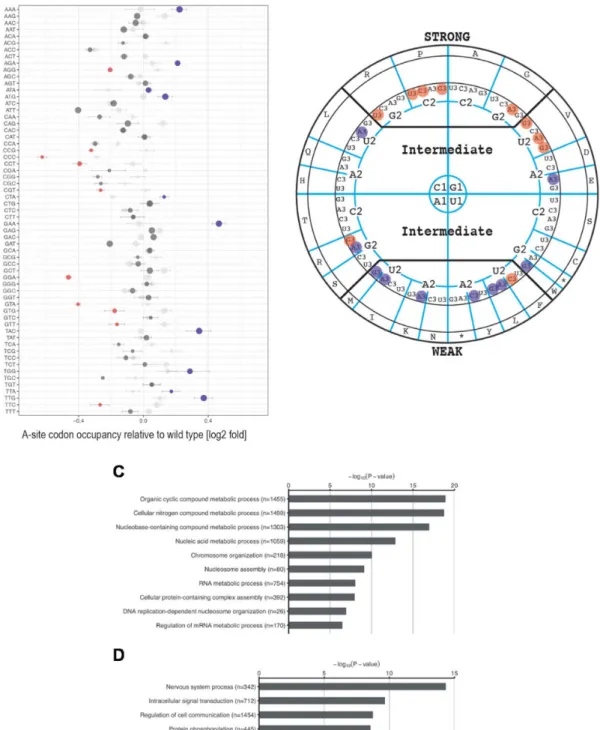 Figure 6. Ribosomes in ZCCHC4-deficient cells exhibit altered translation. (A) Relative ribosome occupancy of each codon in WT cells relative to ZC- ZC-CHC4 KO cells