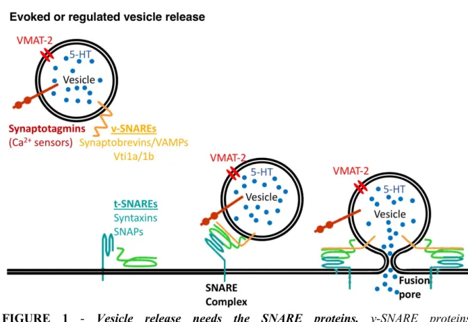 FIGURE  1  -  Vesicle  release  needs  the  SNARE  proteins.  v-SNARE  proteins,  synaptobrevins/VAMPs,  Vti1a/1b  and  t-SNARE  proteins,  syntaxins  and   synaptosomal-associated proteins (SNAPs) mediate synaptic vesicles fusion to the plasma membrane wi