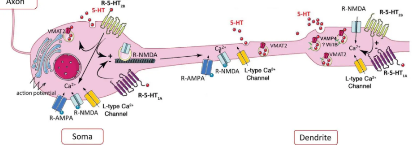 FIGURE  2-  Schematic  representation  of  the  potential  role  of  5-HT 2B   receptor  in  extrasynaptic release of serotonin