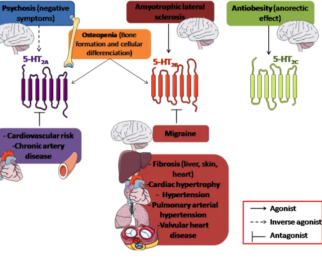 Figure  1:  Serotonin  5-HT 2   receptors  as  therapeutic  targets  for  central  nervous  system  and  cardiovascular diseases