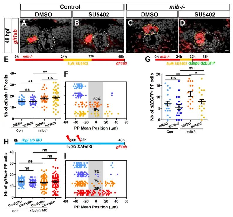 Figure 4. Decreasing or increasing FGF signaling rescues or aggravates the parapineal migration defect in Notch loss-of-function