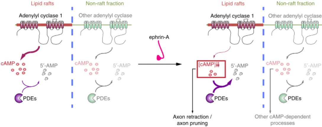 Figure 8 | Model of local cAMP signalling for speciﬁc activation of downstream signalling