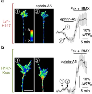 Figure 3 | Ephrin-A5 induces a reduction in cAMP concentration restricted to the vicinity of lipid rafts