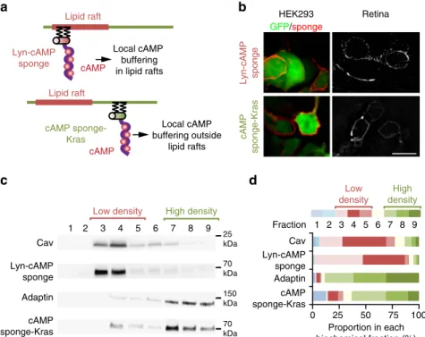 Figure 4 | Lipid raft targeting or exclusion of a cAMP signalling blocker. The strategy used to block raft and non-raft cAMP signals is schematized in a.