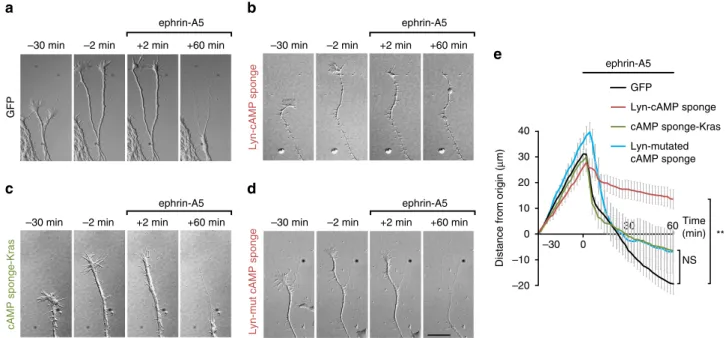 Figure 5 | cAMP signalling is required within but not outside the submembrane domain of lipid rafts for ephrin-A5-induced retraction of RGC axons.