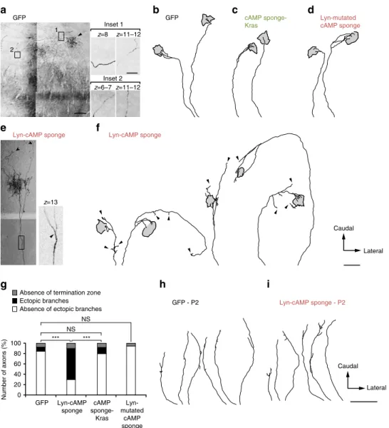 Figure 7 | cAMP signalling inside but not outside the submembrane domain of lipid rafts is required for RGC axon arbor reﬁnement in the SC