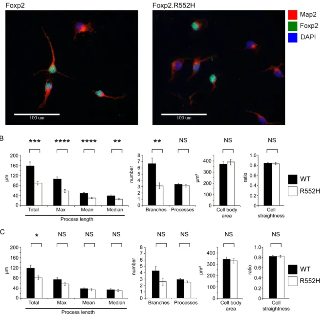 Figure 6. Foxp2 regulates neurite outgrowth in primary neurons. (A) Primary cells were harvested from the ganglionic eminences (developing striatum and pallidum) of wild-type and homozygous Foxp2-R552H E16 littermates and grown in culture for 4 days before
